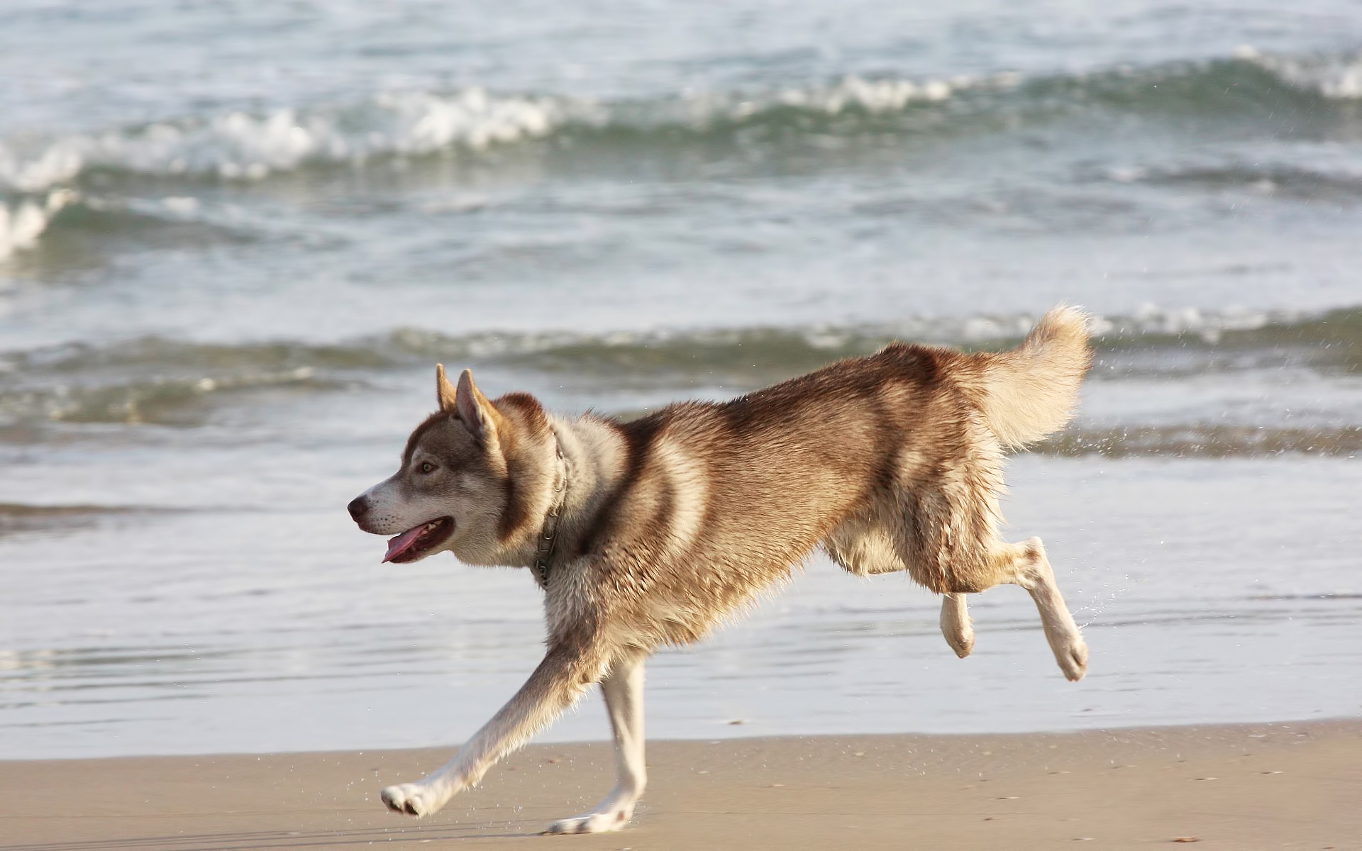3d обои Коричневая лайка на берегу моря  собаки # 81262