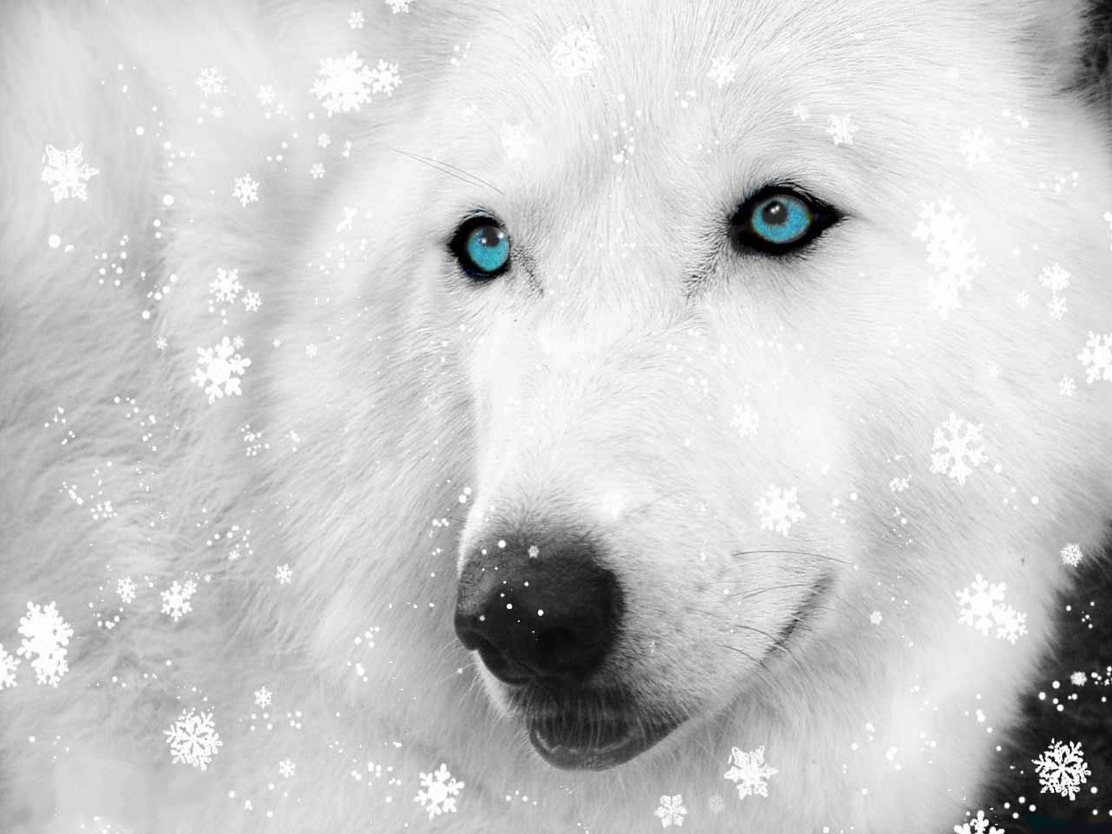 3d обои Белый волк под снегом  ретушь # 76511