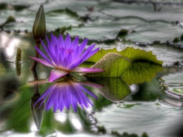 3d обои Сиреневая лилия на воде  цветы