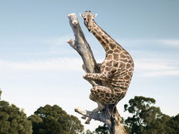 3d обои Жираф на дереве  жирафы