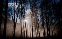 3d обои Дремучий лес в тумане  лес