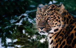 3d обои Леопард под снегом  леопарды