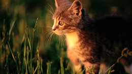 3d обои Котёнок сидит в траве и смотрит на закат  животные