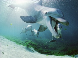 3d обои Счастливые дельфины  подводные