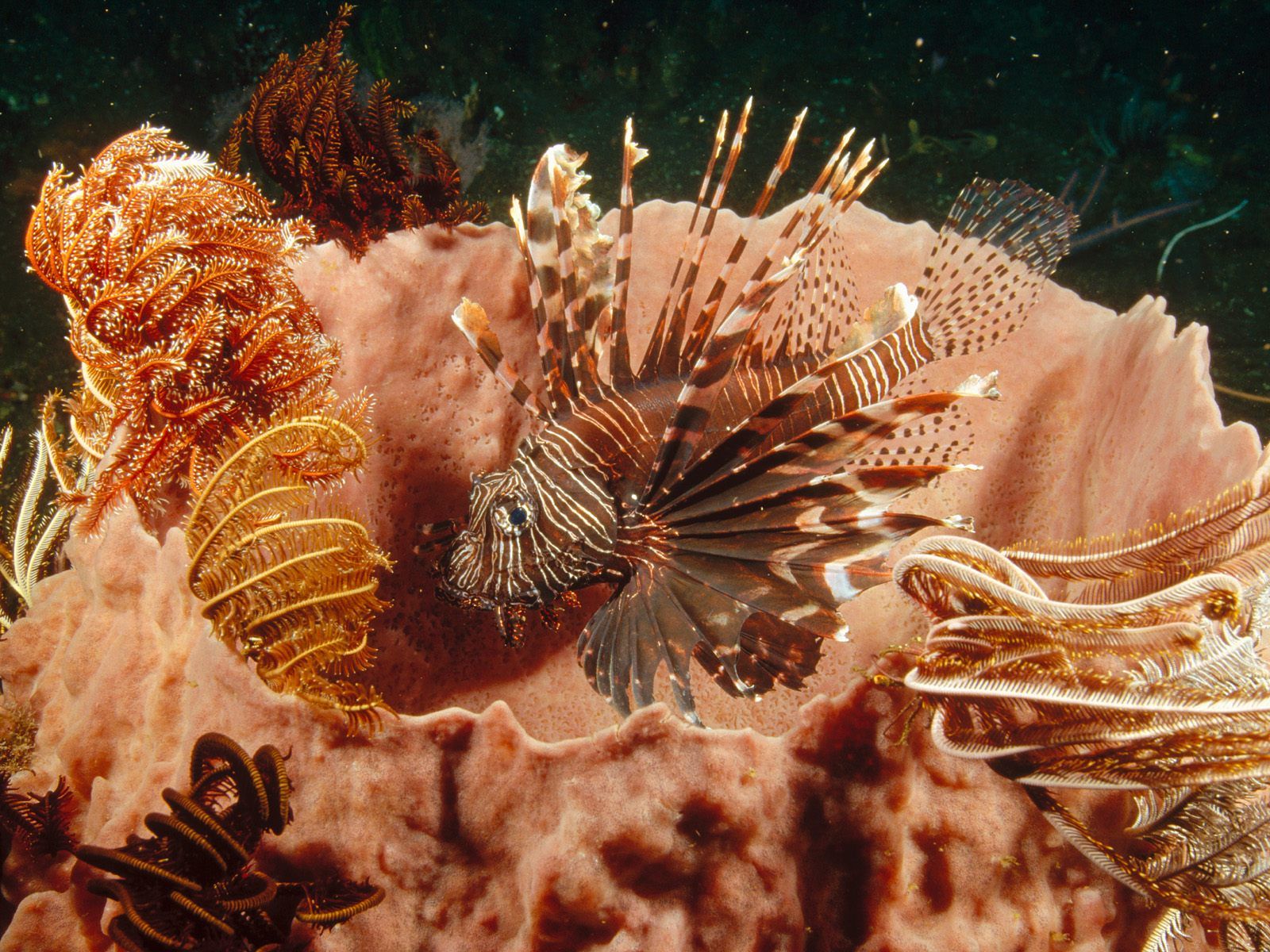 3d обои Рыба-дракон в кораллах  подводные # 68413