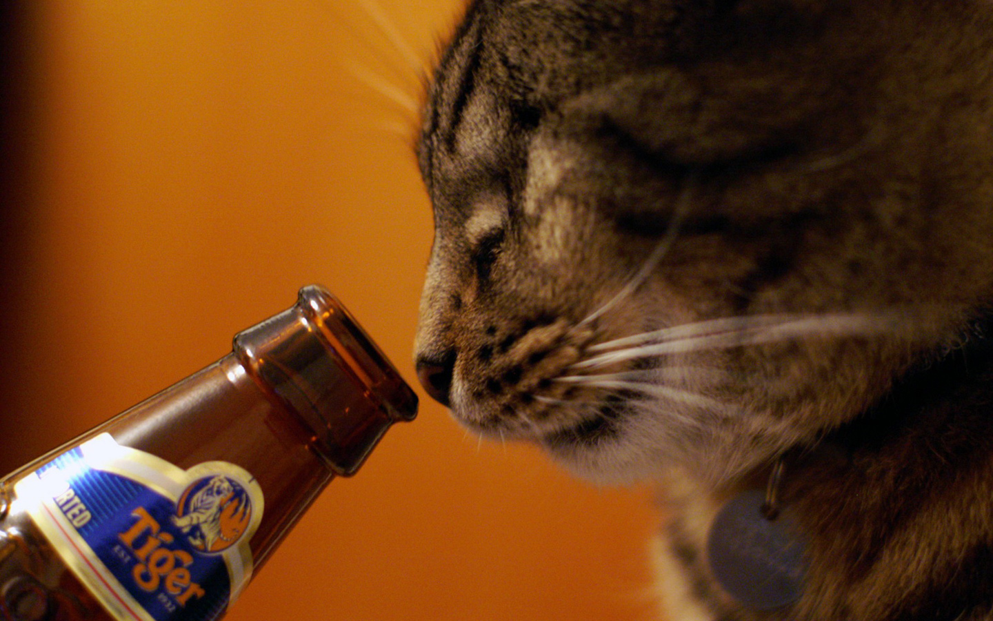 3d обои Кот и бутылка пива Tiger  1440х900 # 5101