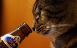3d обои Кот и бутылка пива Tiger  животные