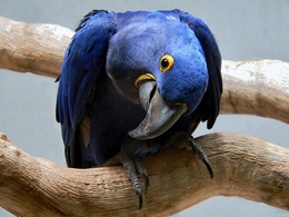 3d обои Голубой попугай на ветке  птицы