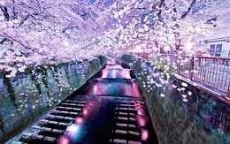 3d обои Красивый проток с освещением и цветением сакуры  город