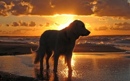 3d обои Золотистый ретривер стоит в воде на закате солнца  собаки