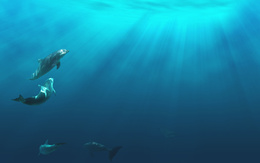 3d обои Дельфины в синем море  подводные
