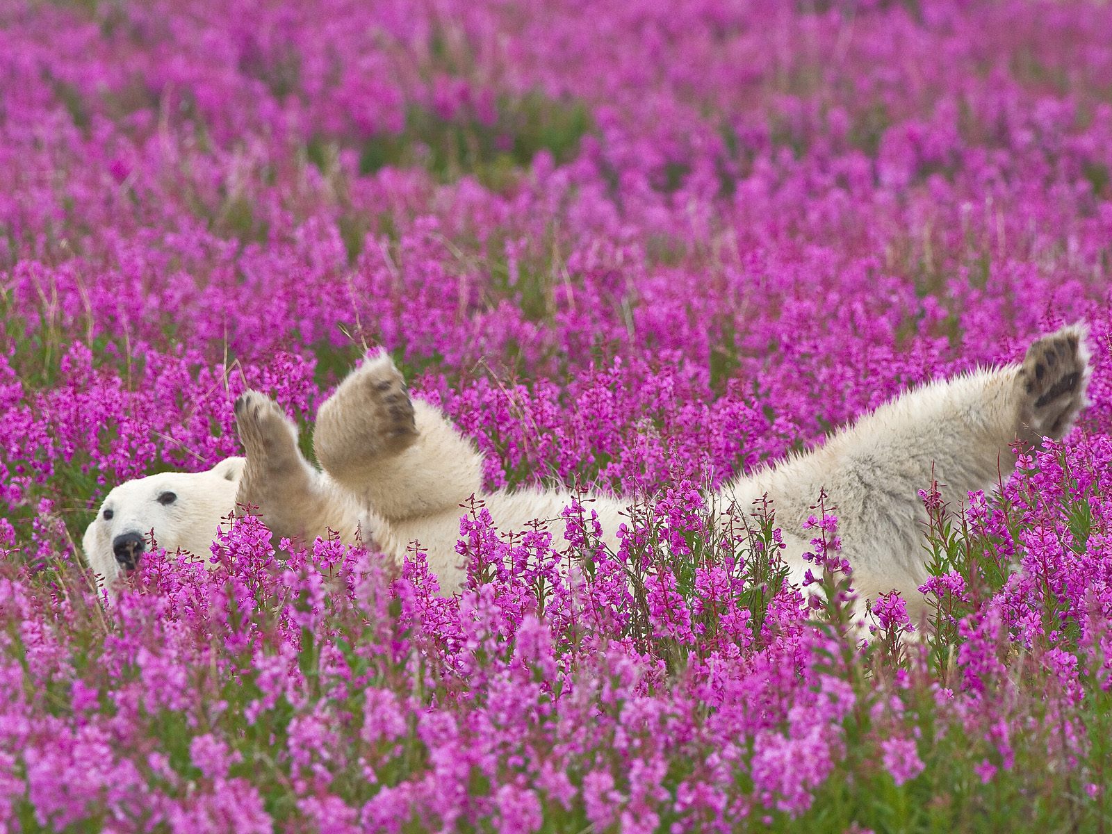 3d обои Белый мишка лежит в цветах Иван-Чай  медведи # 53329