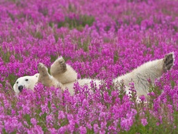 3d обои Белый мишка лежит в цветах Иван-Чай  животные