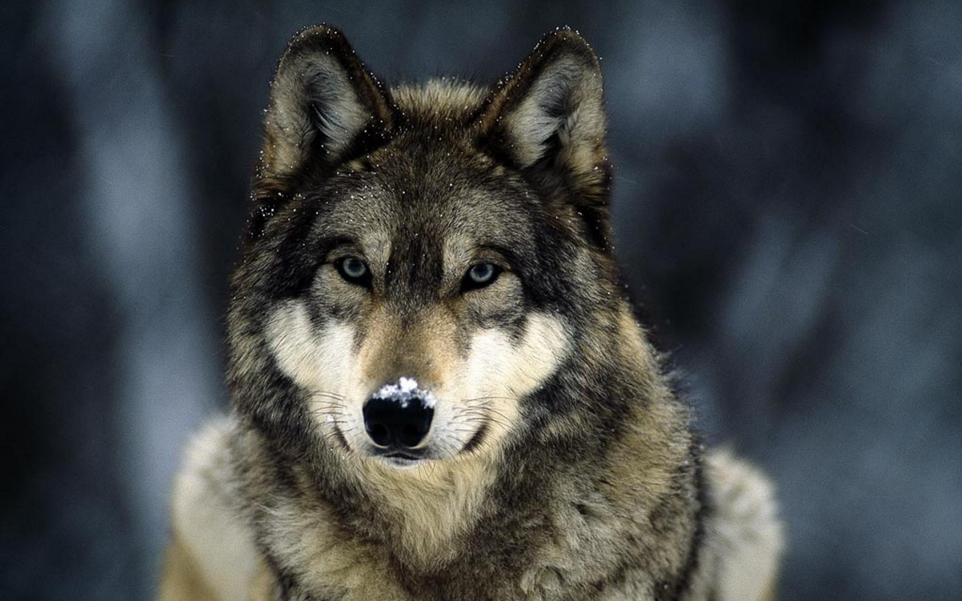 3d обои Волк со снегом на носу  волки # 23359