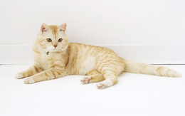 3d обои Красивая кошка персикового цвета  кошки
