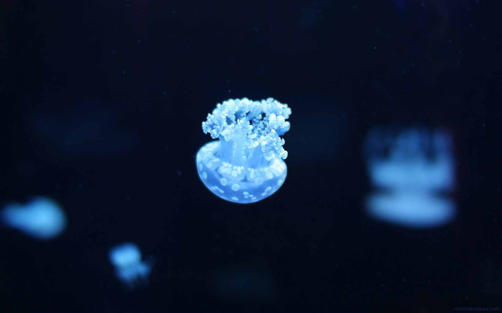 3d обои Голубые медузы в тёмной воде  подводные # 68410
