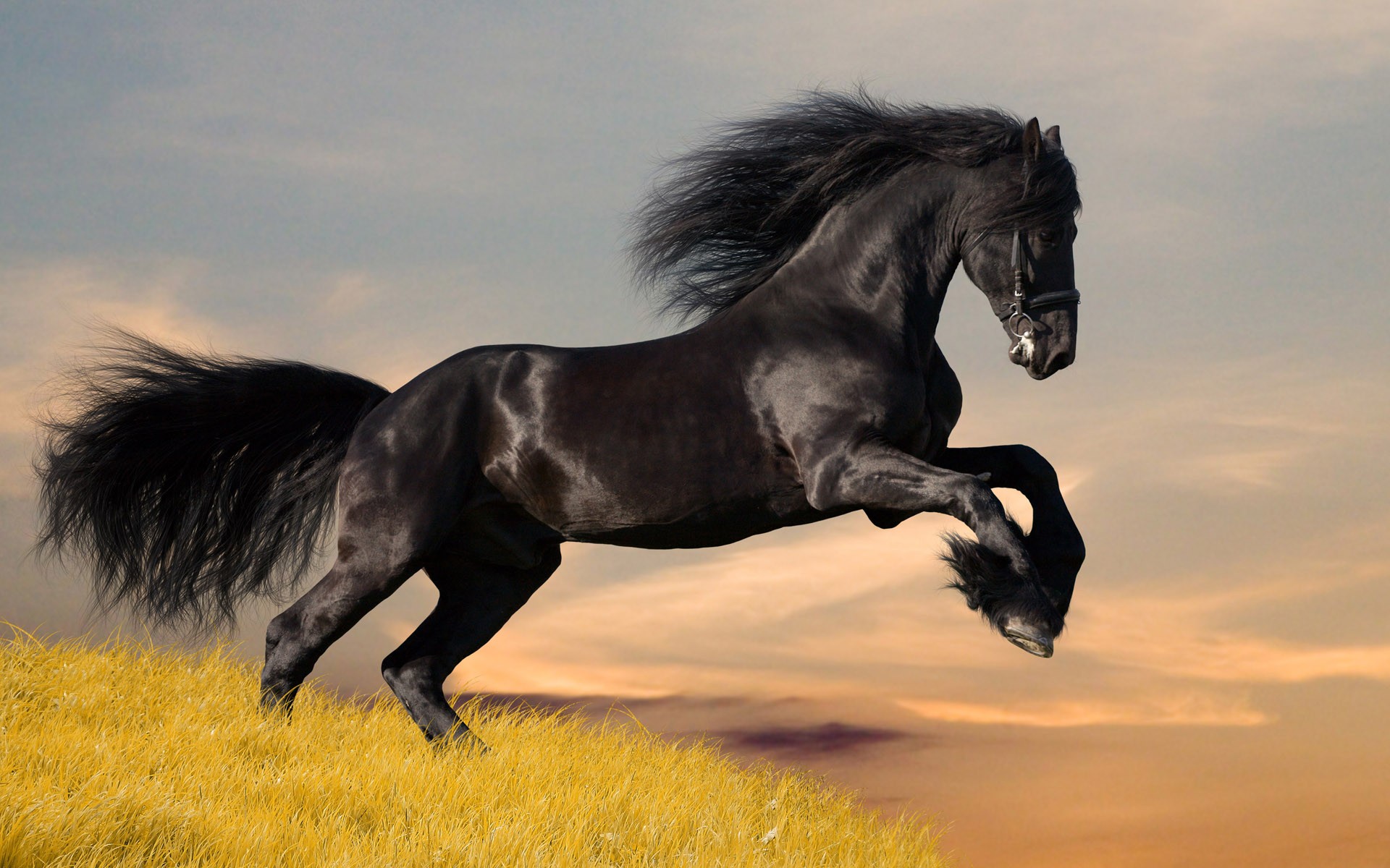 3d обои Черный конь встал на дыбы  лошади # 51263