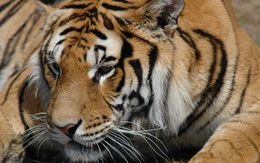 3d обои Величественный тигр  тигры