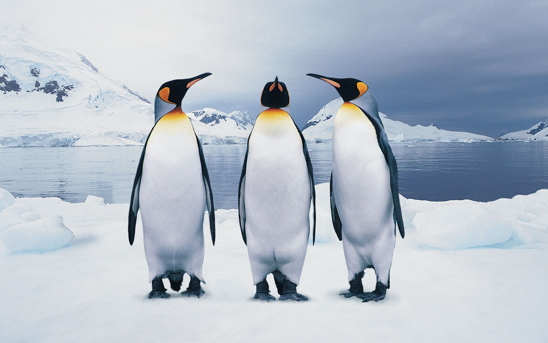 3d обои Три пингвина на южном полюсе  снег # 80602