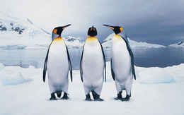 3d обои Три пингвина на южном полюсе  снег