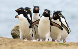 3d обои Хохлатые пингвины идут небольшой стаей  птицы
