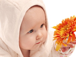 3d обои Малыш и оранжевая гербера.  цветы