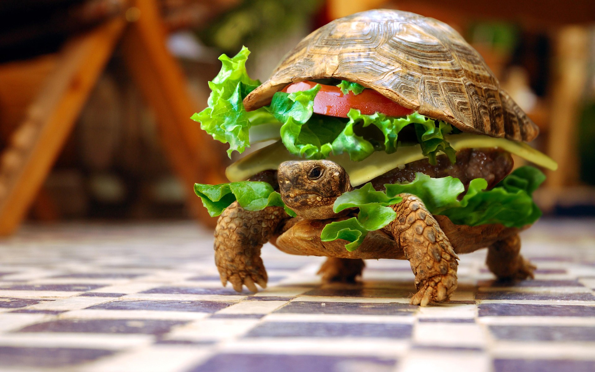3d обои Черепаха - бургер бегает по полу  ретушь # 76480