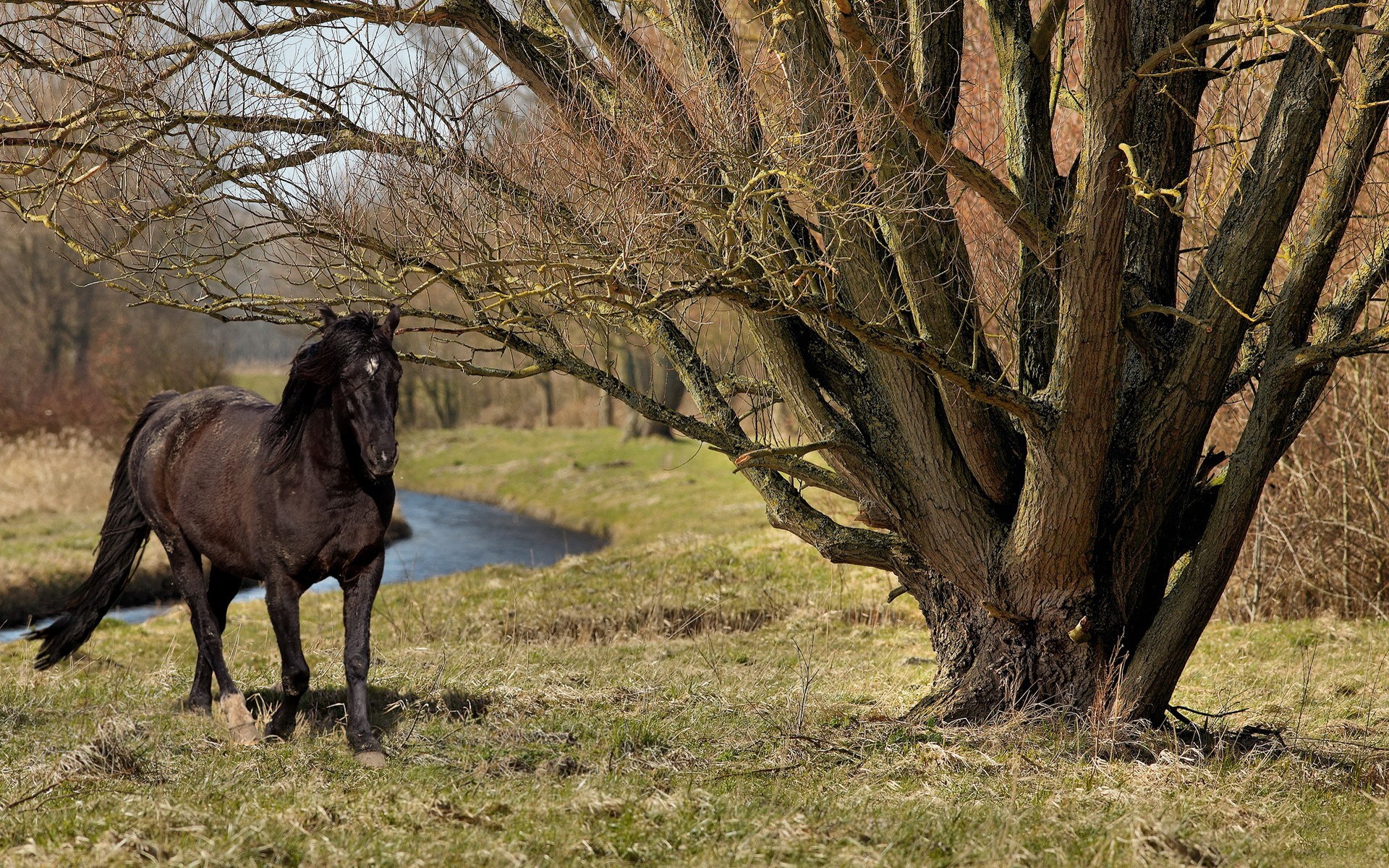 3d обои Черный скакун у реки возле большого дерева  лошади # 51261
