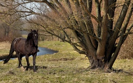 3d обои Черный скакун у реки возле большого дерева  животные