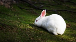 3d обои Белый кролик в лесу  кролики