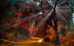 3d обои Солнечные лучи сквозь деревья в осеннем лесу  дороги