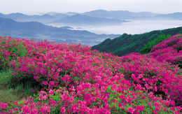 3d обои Фиолетовые цветы на склоне холма  горы