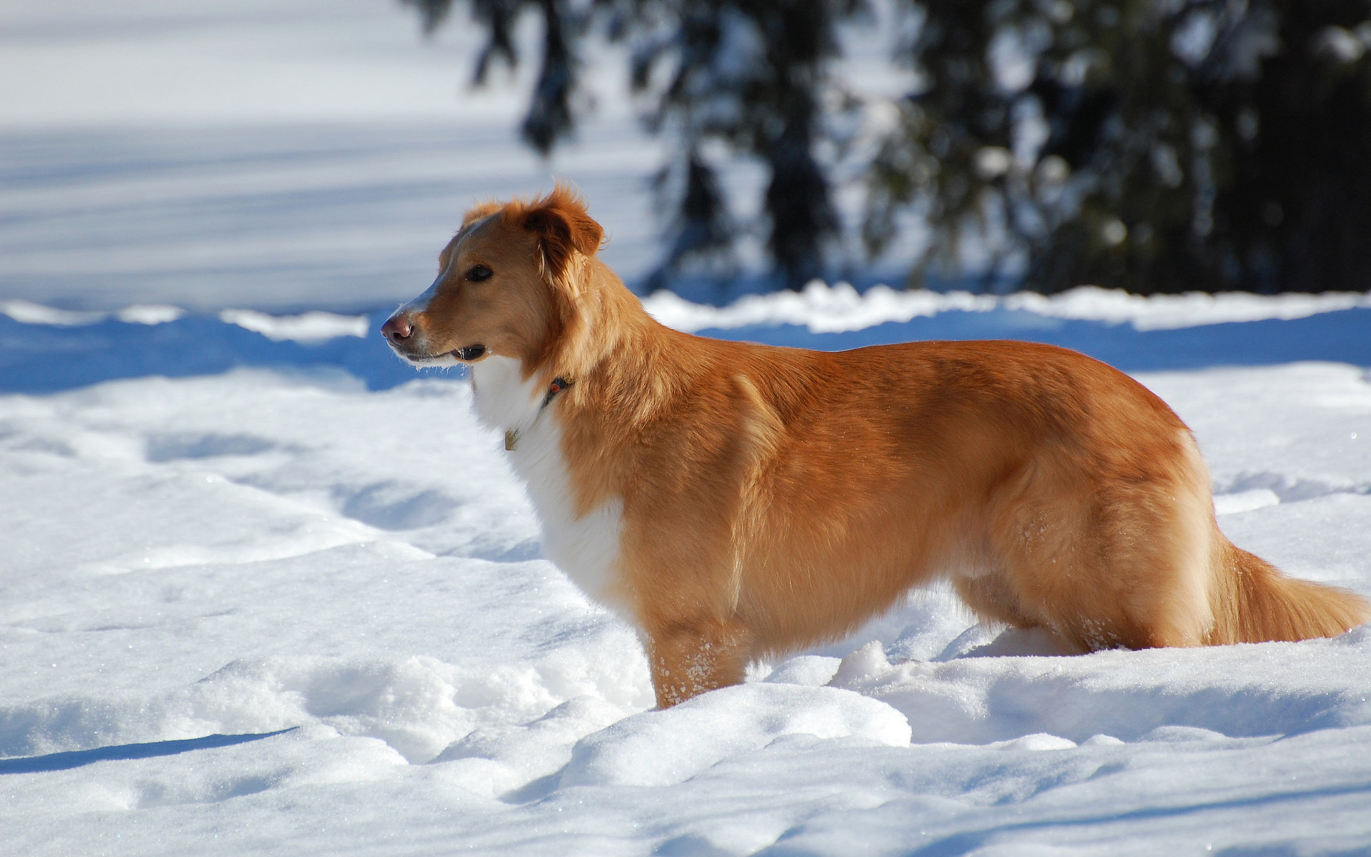 3d обои Новошотландский ретривер в снегу  собаки # 81241