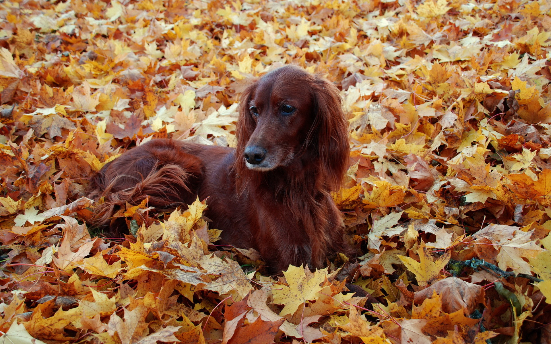 3d обои Пёс лежит на осенних листьях  листья # 50892