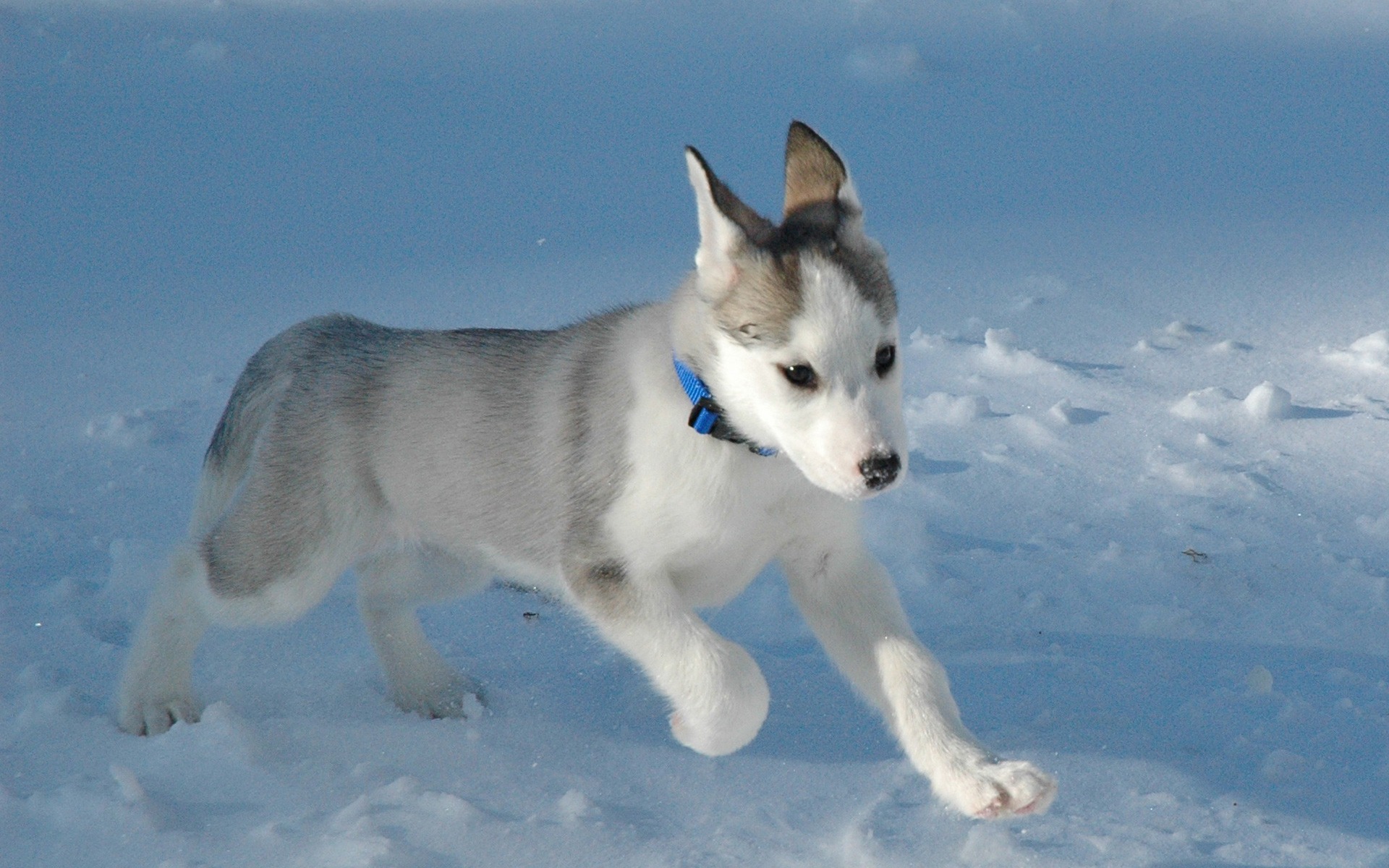 3d обои Маленький щенок лайки бегает по снегу  собаки # 81232