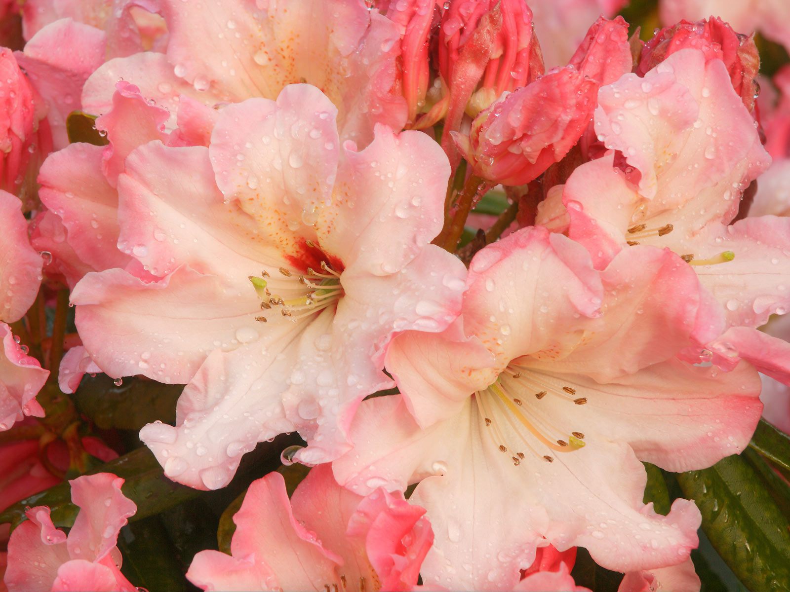 3d обои Красивые розовые гладиолусы  капли # 44358