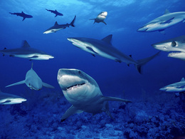 3d обои Множество акул  море