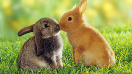3d обои Рыжий кролик целует серого кролика на травке  кролики