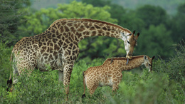 3d обои Жираф моет своего малыша среди деревьев  животные