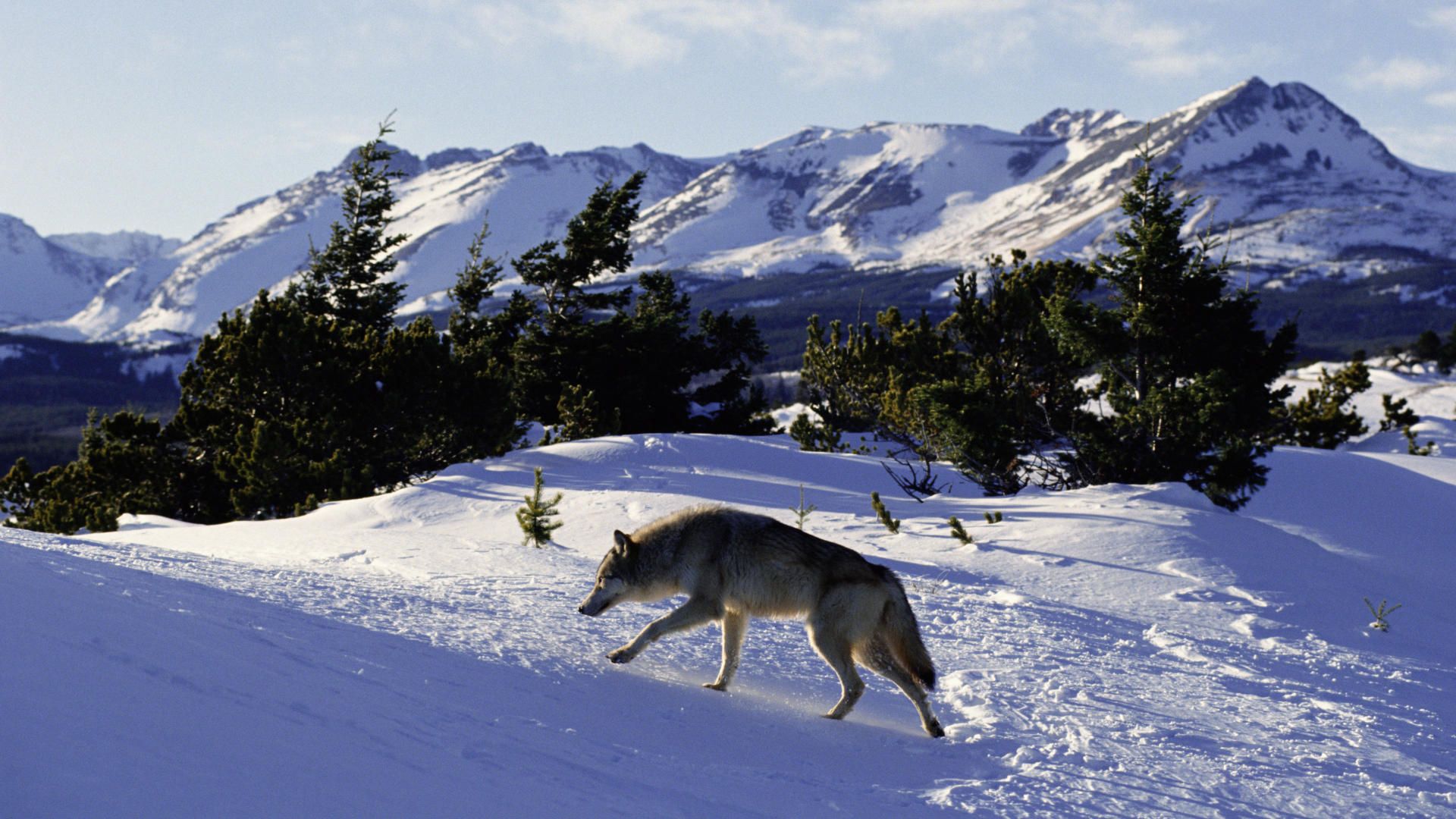 3d обои Волк в горах  зима # 40821