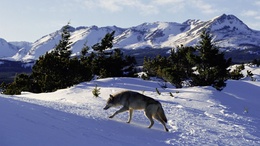 3d обои Волк в горах  волки