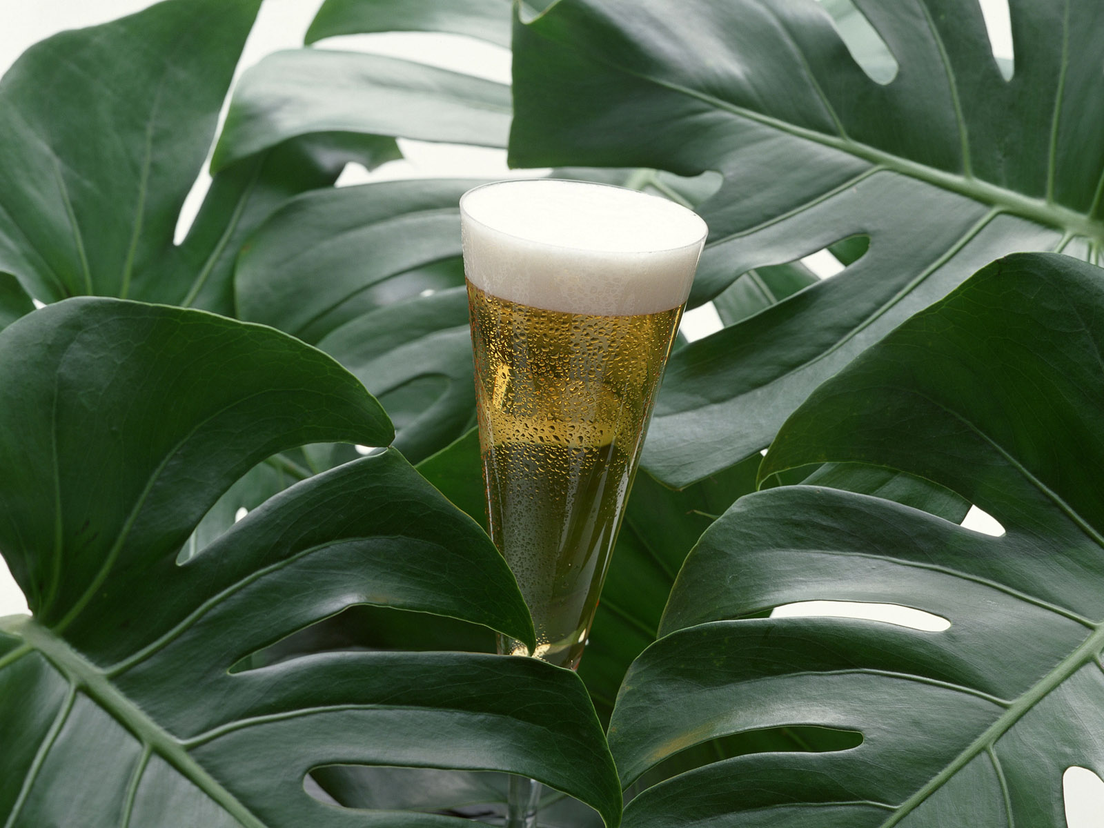 3d обои Фужер пива в листьях  листья # 50884