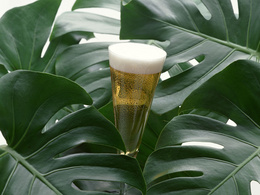 3d обои Фужер пива в листьях  листья