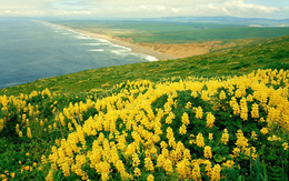 3d обои Жёлтые цветы на берегу океана  цветы