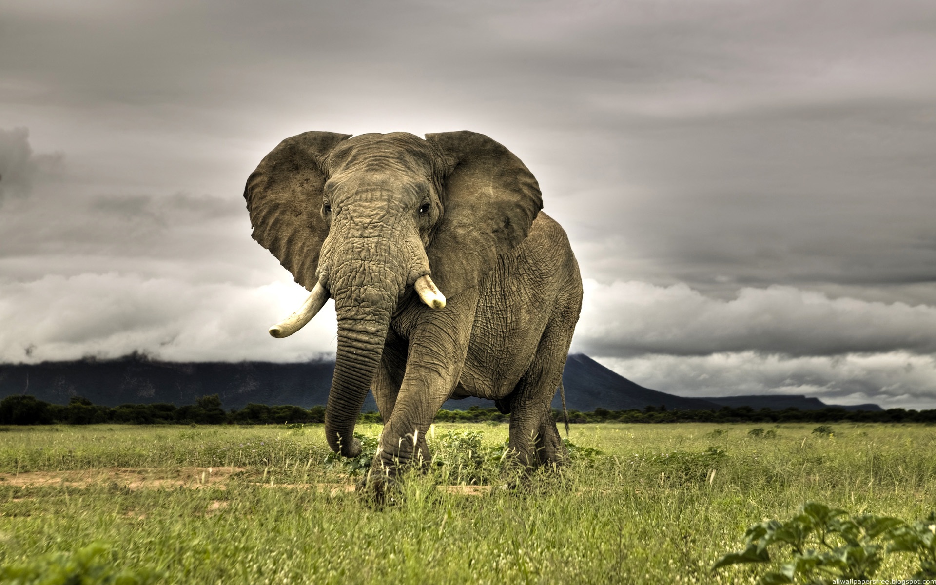 3d обои Слон на просторах дикой природы  слоны # 80116