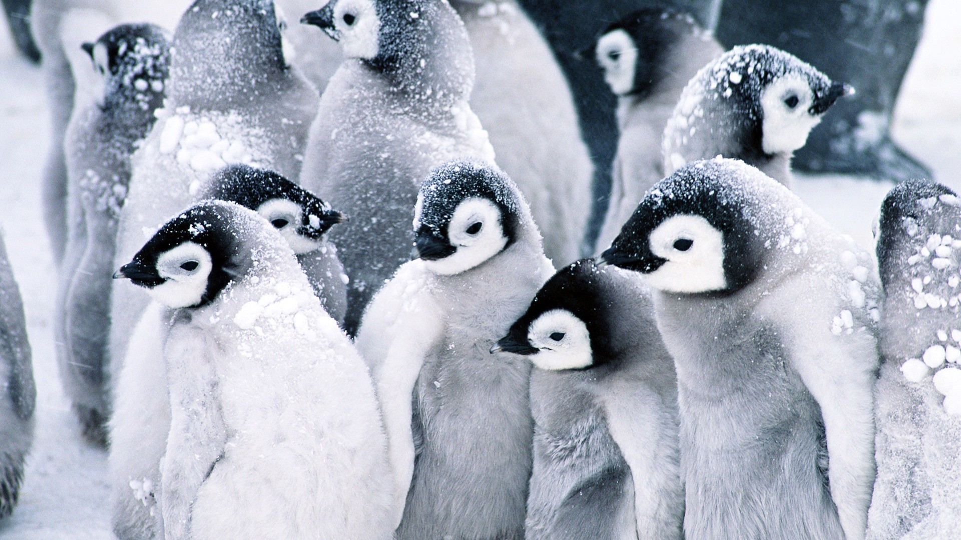 3d обои Сообщество пингвинов под снегом  птицы # 75815