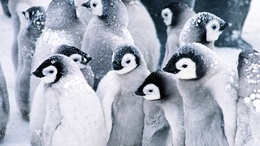 3d обои Сообщество пингвинов под снегом  зима