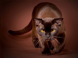 3d обои Кот шоколадного окраса  кошки