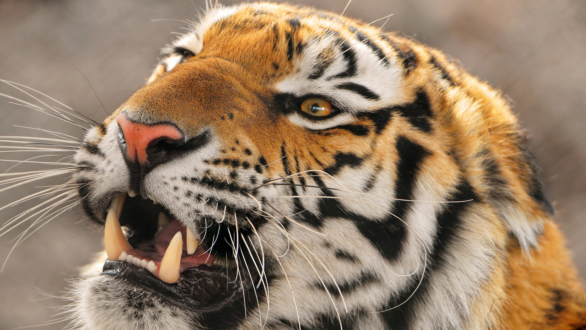 3d обои Тигр приоткрыл пасть  тигры # 83258