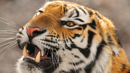 3d обои Тигр приоткрыл пасть  тигры